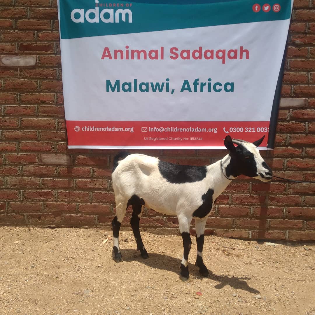 Aqiqah - 1 Goat Malawi