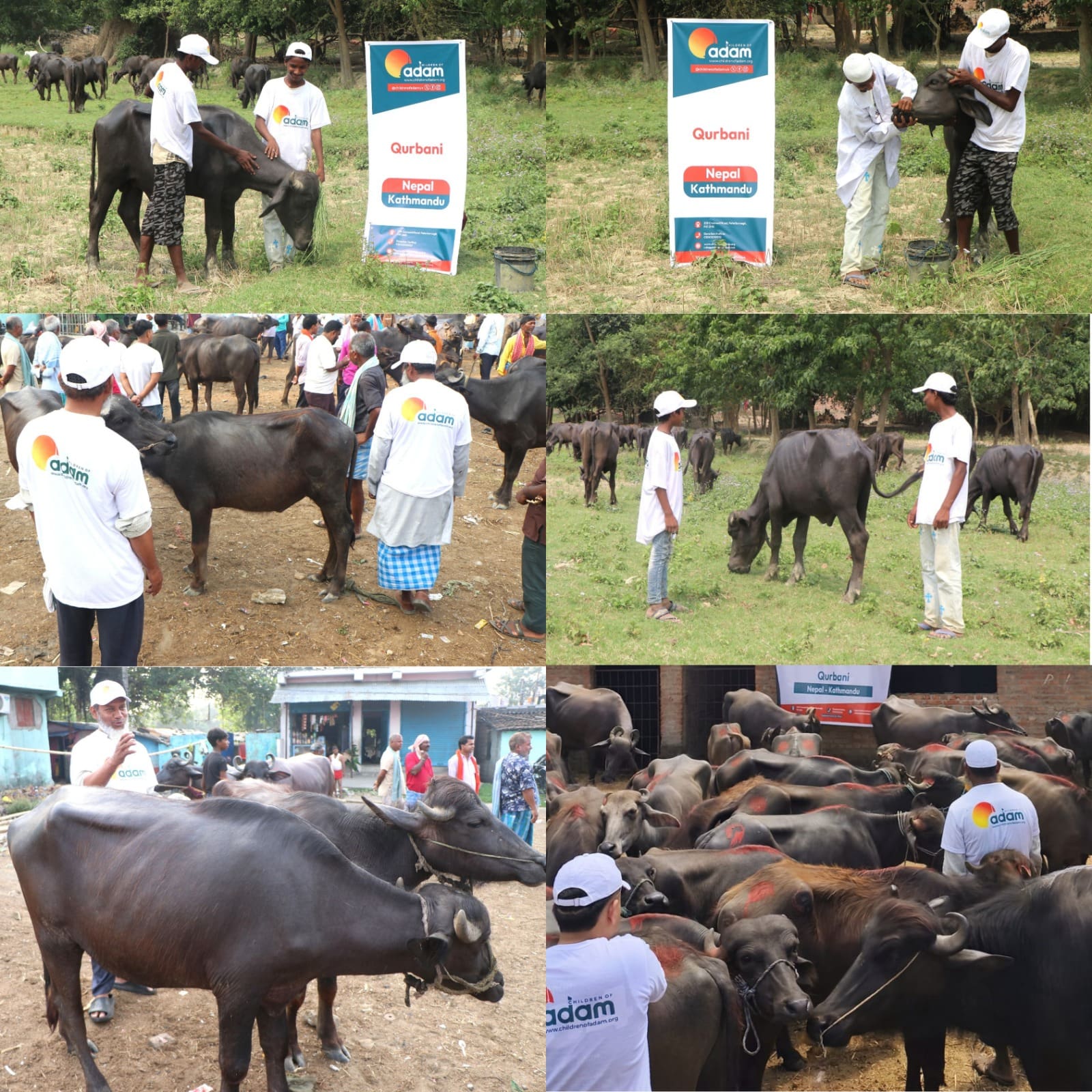 Qurbani 2026 – Bringing Fresh Meat to Families in Nepal 4 A collage of six photos showing volunteers in white "Children of Adam" t-shirts inspecting, handling, and managing water buffaloes in fields and holding pens during a Qurbani event in Kathmandu, Nepal.