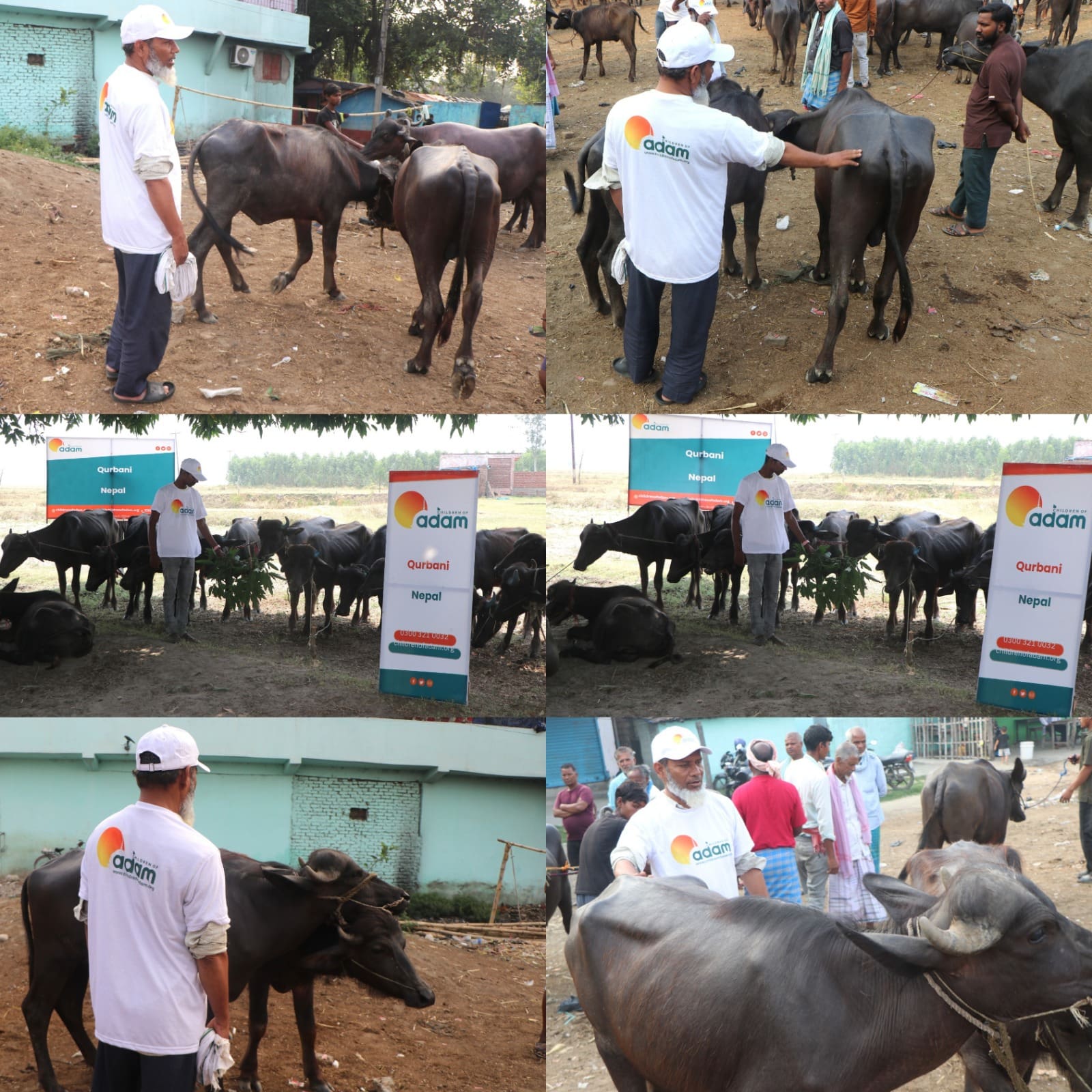 Qurbani 2026 – Bringing Fresh Meat to Families in Nepal 1 Here is the short alt text description for "WhatsApp Image 2026-06-15 at 8.28.54 PM.jpg": alt text: A collage of six photos showing volunteers wearing white "Children of Adam" t-shirts and caps managing and inspecting water buffaloes at a Qurbani event in Nepal, with event banners visible in the middle panels.
