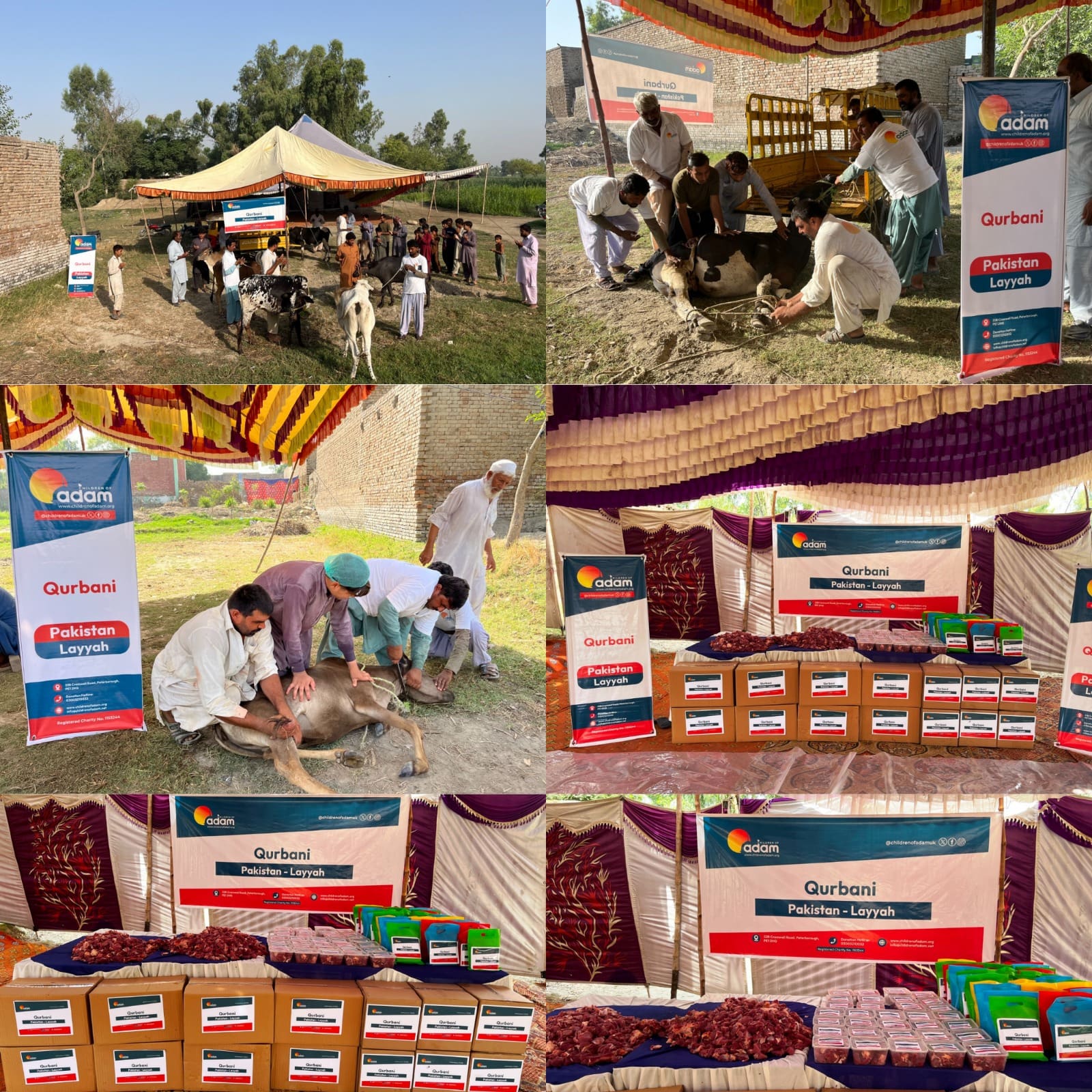 Qurbani 2026: Fresh Meat Distributed to Families in, Pakistan 1 a collage of six images from a "children of adam" qurbani event in layyah, pakistan, showing livestock being handled by workers and tables set up under tents with organized packages and boxes of meat distribution.
